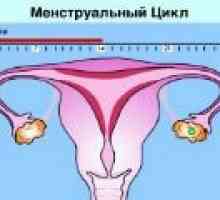Normálny menštruačný cyklus u žien