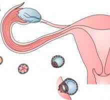 Príznaky ovulácie pocitov